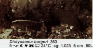 Dictyosoma burgeri